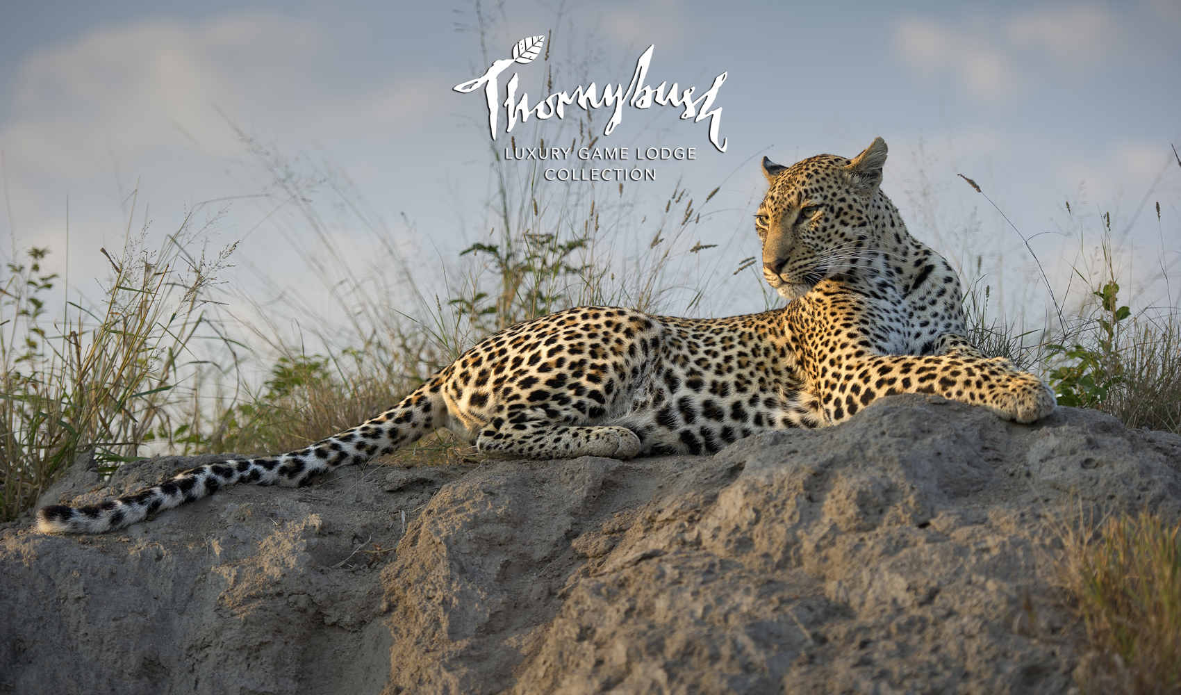 Thornybush_Collection-Specials-Product-Page